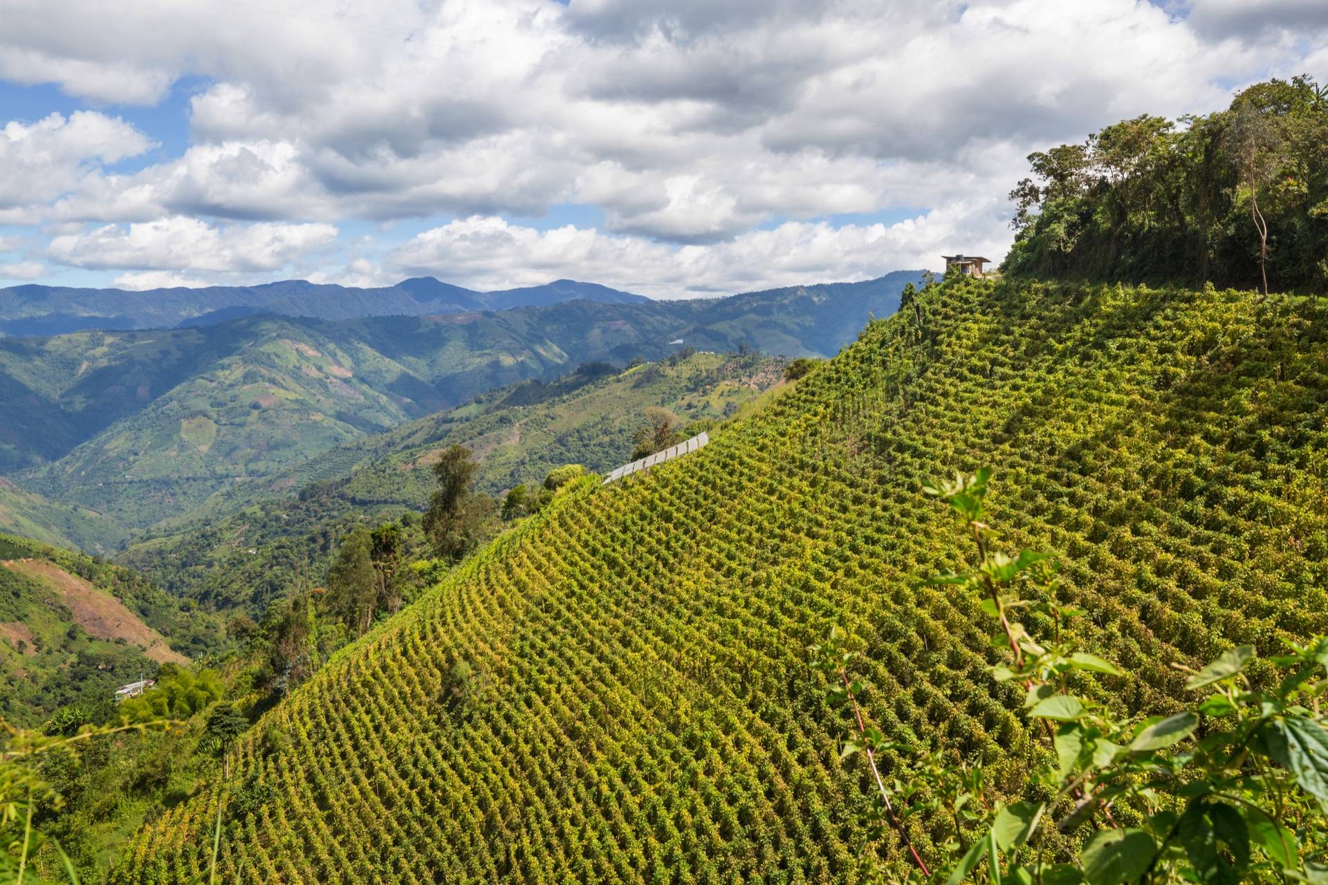 Surcos de café en una ladera empinada de Colombia bajo montañas y nubes